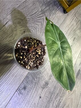 Alocasia Pink Dragon